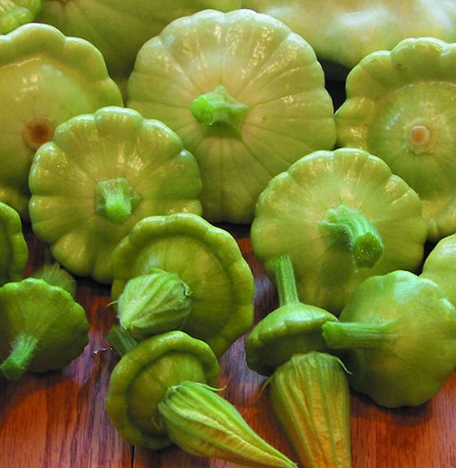 Green Pattypan seed Cucurbita pepo Pumpkin